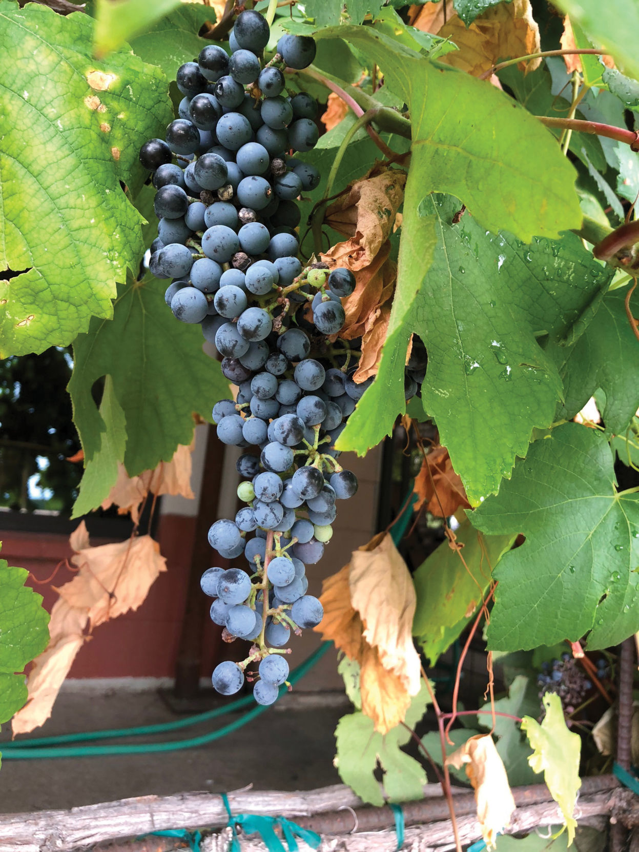 RedCaboosegrapes.jpg